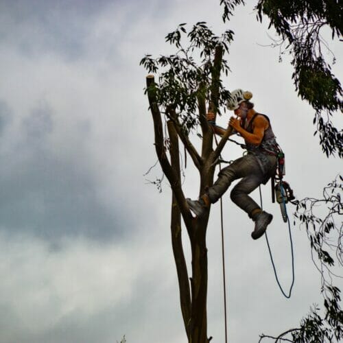 Tree surgeon